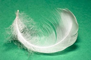 Bird Plumage Prints: Down feather
