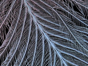 Prints of Feather. Coloured scanning electron micrograph (SEM) of the structure of a feather Images Dated 2003 October: SEM Feather Print: A Close-Up of a Bird's Feather Structure