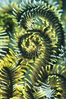 Underwater Photography Images Prints: Detail of featherstar arm