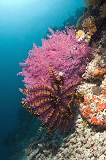 Echinoderm Pictures Prints: Featherstars on a reef