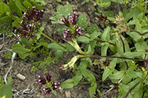 Mediterranean Botanicals Prints: Fedia cornucopiae