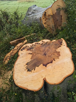 Beech Tree Fungus Prints: A felled beech tree (Fagus sylvatica)