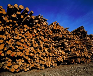 Tree Felling Techniques Prints: Felled logs