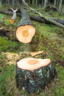Forestry Industry Prints: A felled tree trunk