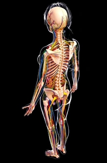 Female Lymphatic System Print