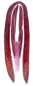 Seedling Growth Stages Prints: Female pine cone seed, light micrograph