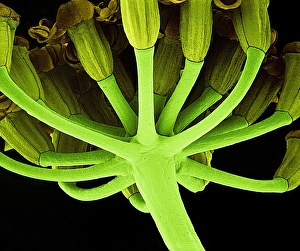 Prints of Fennel stem. Coloured scanning electron micrograph (SEM) of a cluster of fennel (Foeniculum vulgare) flowers on a stem, seen from below. Magnification unknown Images Dated 2002 December: Fennel Stem Print