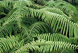Fern branches Fern branches