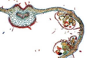 Fern Frond Prints: Fern frond, light micrograph