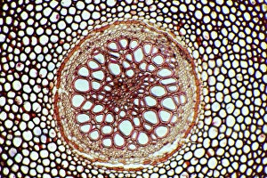Images Dated 10th August 2009: Fern Rhizome Print, Light Micrograph