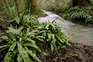 Images Dated 7th September 2012: Harts Tongue Ferns Print