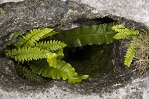 Cumbria Nature Reserve Prints: Ferns in a limestone pavement