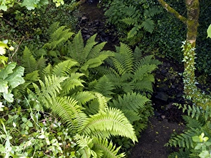 Forest Floor Vegetation Prints: Ferns by a stream