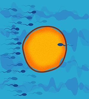 Fertilisation Process Prints: Fertilisation