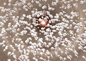 Reproductive Biology Images Prints: Fertilisation, artwork C013 / 4643