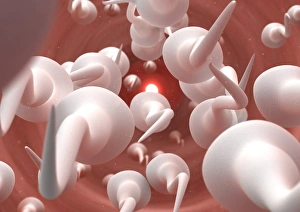 Fertilisation Process Prints: Fertilisation, artwork C013 / 4644