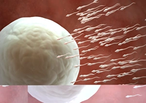 Fertilization Process Prints: Fertilisation, artwork C013 / 4646
