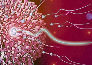 Fertilization Process Prints: Fertilisation, artwork C016 / 7515