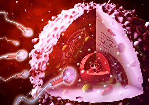 Fertilization Process Prints: Fertilisation, artwork C016 / 7516
