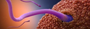 Fertilization Process Prints: Fertilisation, artwork C018 / 6994