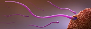 Reproductive Biology Images Prints: Fertilisation, artwork C018 / 6995