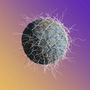 Fertilization Process Prints: Fertilisation, artwork C018 / 6997