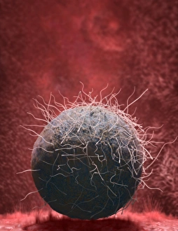 Fertilization Process Prints: Fertilisation, artwork C018 / 6998