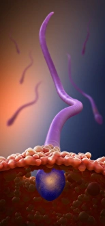 Reproductive Biology Images Prints: Fertilisation, artwork C018 / 7003
