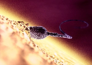 Fertilization Process Prints: Fertilisation, computer artwork