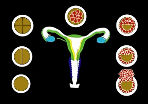Fertilisation Process Prints: Fertilisation and implantation, artwork