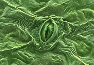 Guard Cells Function Prints: Feverfew leaf surface, SEM
