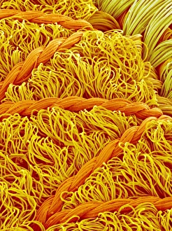 Images Dated 2005 February: SEM Print of Bra Fibres