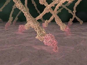 Blood Clotting Process Prints: Fibrin strands, artwork