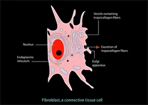 Images Dated 15th March 2011: Fibroblast Cell Print