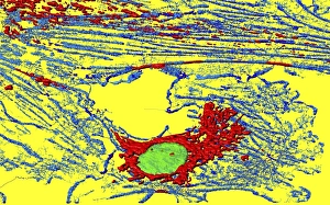 Mitochondria Energy Production Prints: Fibroblast cell, fluorescent micrograph