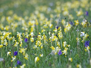 British Wildflowers In Bloom Prints: Field of Cowslips and orchids