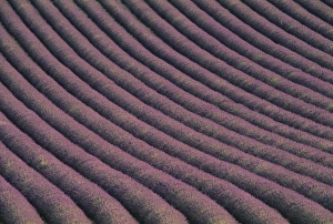 Medicinal Lavender Prints: Field of lavender