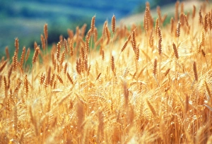 Field of organically-grown wheat (Triticum sp.) Field of organically-grown wheat (Triticum sp.)