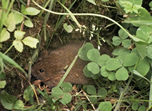 Microtus Agrestis Prints: Field vole