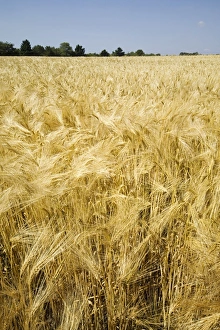 Field Of Grain Prints: Field of wheat