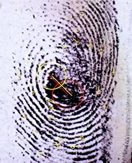 Images Dated 13th February 2004: Fingerprint analysis