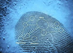 Prints of Fingerprint. Computer artwork of a fingerprint residue showing typical patterns for feature identification (whorl, ridge ending and bifurcation) Images Dated 2007 October: Fingerprint Computer Print