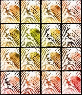 Images Dated 2nd June 2000: Fingerprints