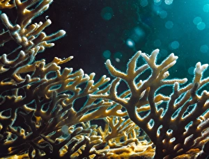 Prints of Fire coral (Millepora sp.). This organism is not a true coral, but instead a colonial hydrozoan that is closely related to jellyfish Images Dated 2002 September: Fire Coral (Millepora sp.) Print