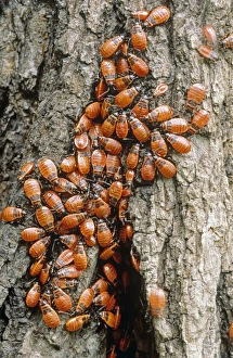 Poland Nature Photography Prints: Firebugs