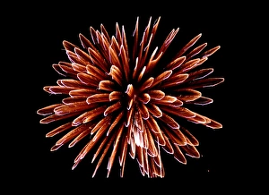 Time Exposure Technique Prints: Fireworks
