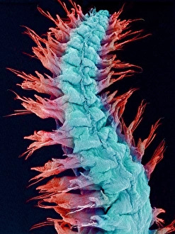 Polychaete Worms Prints: Fireworm, SEM