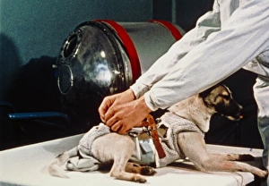 First animal in space: Laika the Soviet space dog First animal in space: Laika the Soviet space dog