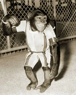 Astronaut Prints: Print of a chimpanzee in a flight suit, taken on January 31, 1961