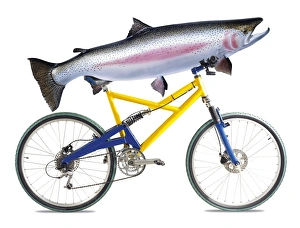 Fish on a Bicycle Print